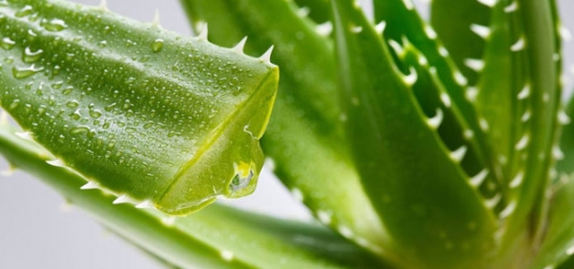 Kalandiva Çiçeği – Kalanchoe Blossfeldiana