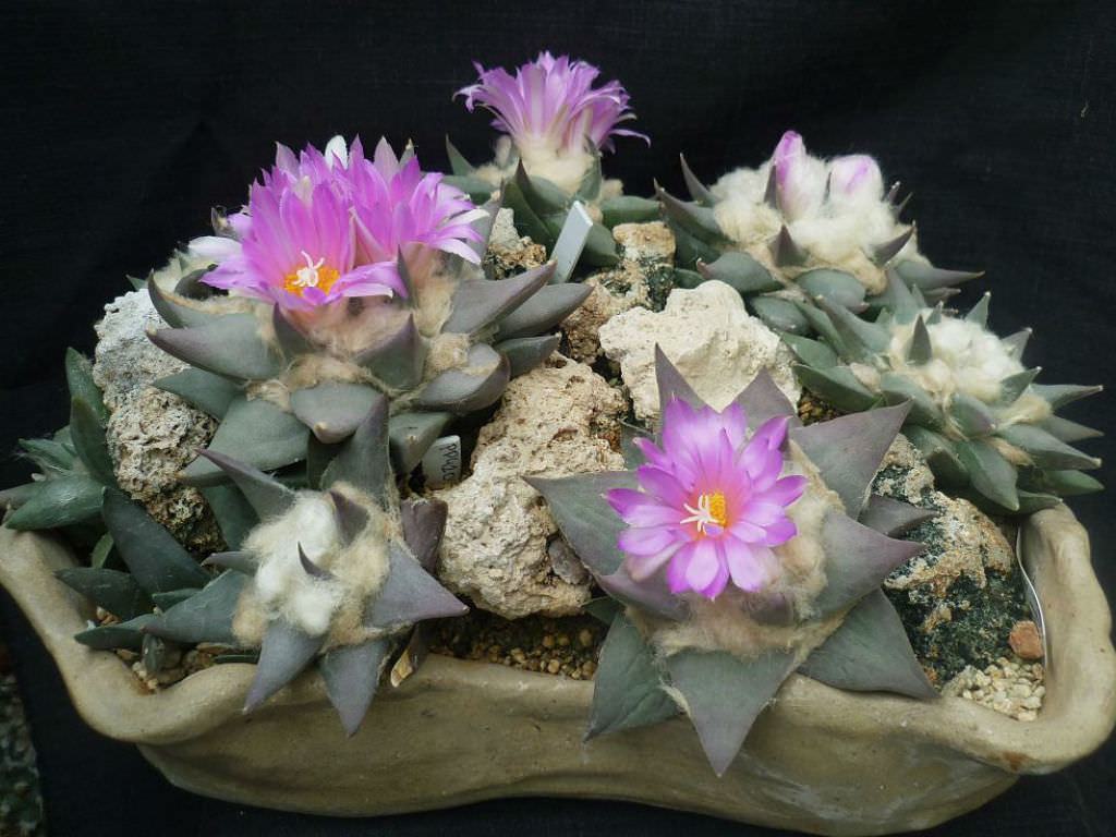 Ariocarpus Confusus