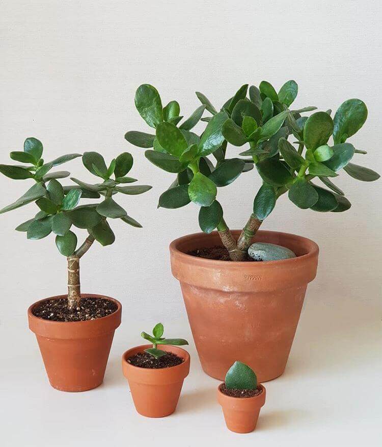 Para Çiçeği – Crassula Ovata