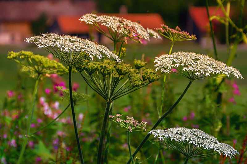 Ayrık otu (Achillea millefolium)