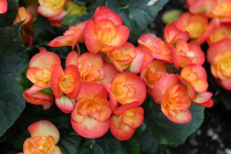 Begonya (Begonia)