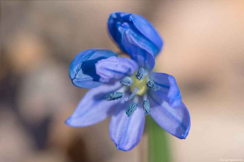 Bülbül çiçeği (Scilla siberica)