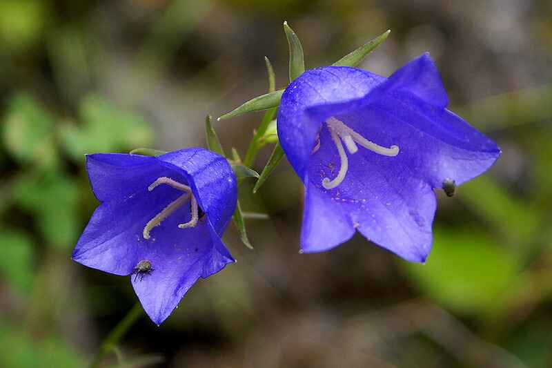 Campanula (Campanula)