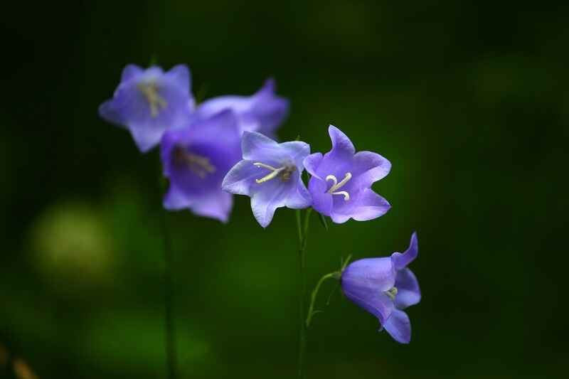 Çan çiçeği (Campanula)