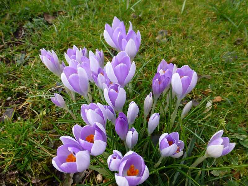 Çiğdem (Crocus)