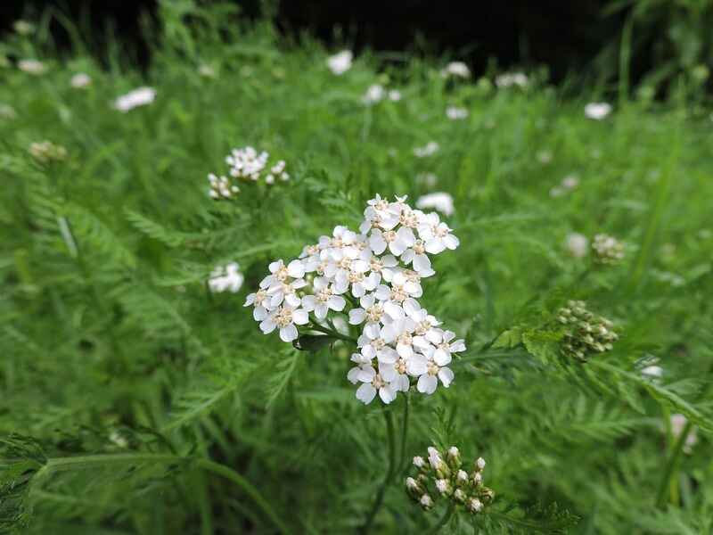 Dağ çayırları (Achillea)