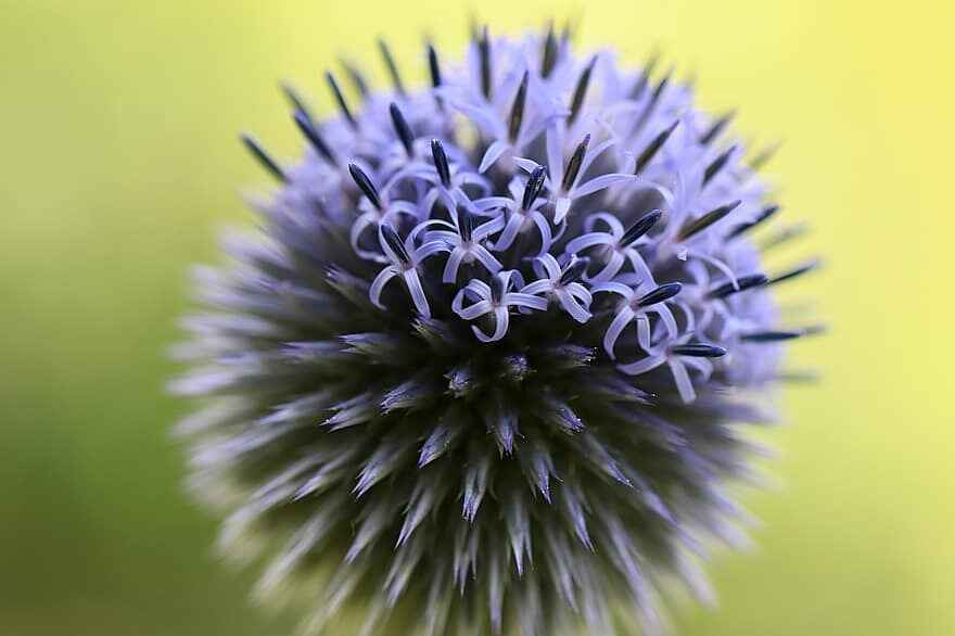 Devedikeni (Echinops)