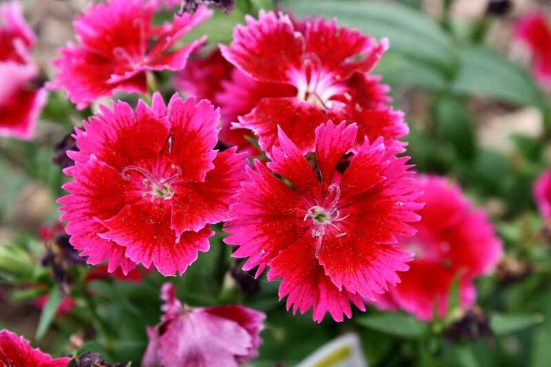 Dianthus (Dianthus)