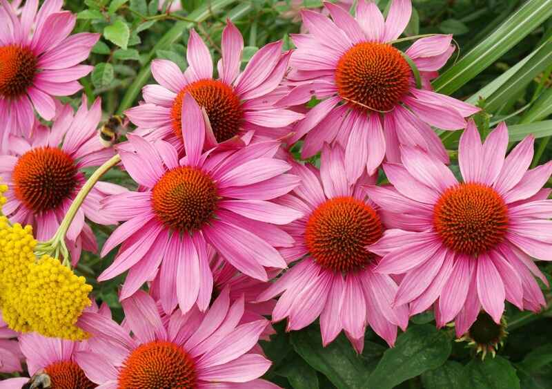 Echinacea (Echinacea)