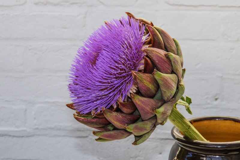 Enginar (Cynara)