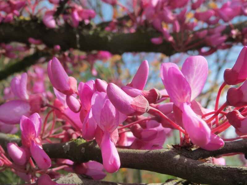 Erguvan (Judas Tree)