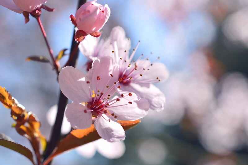 Erik çiçeği (Prunus)