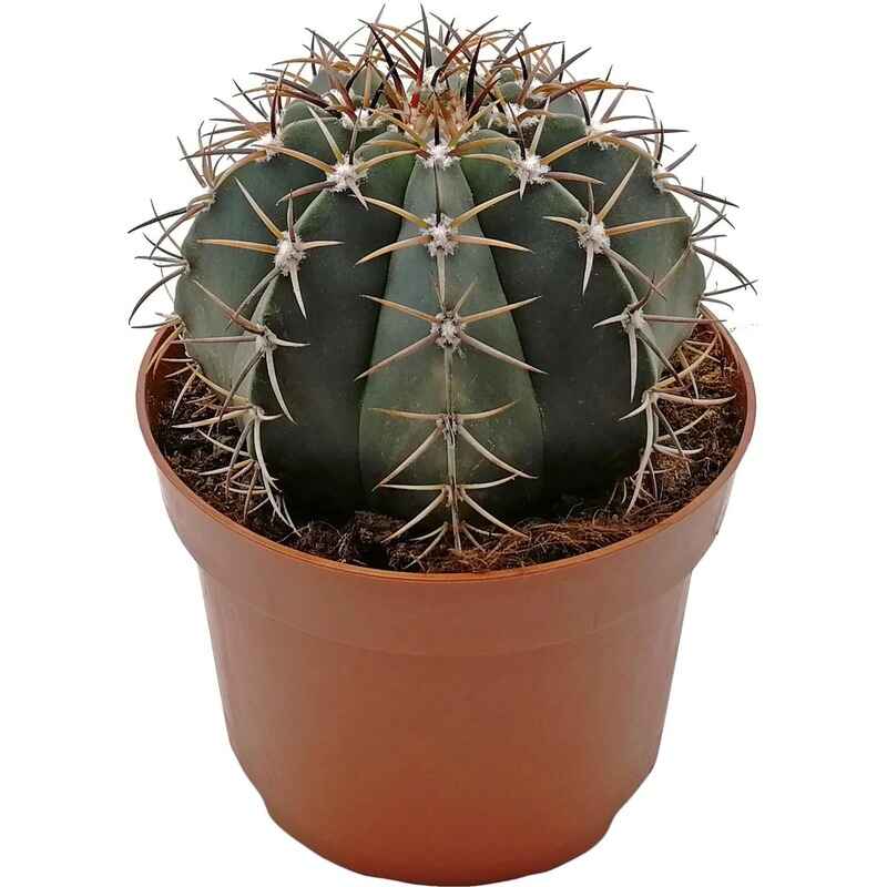 Ferocactus wislizeni (Köpekbalığı Sırtı Kaktüsü)