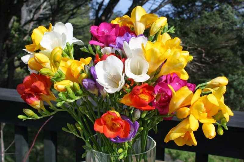 Frezya (Freesia)