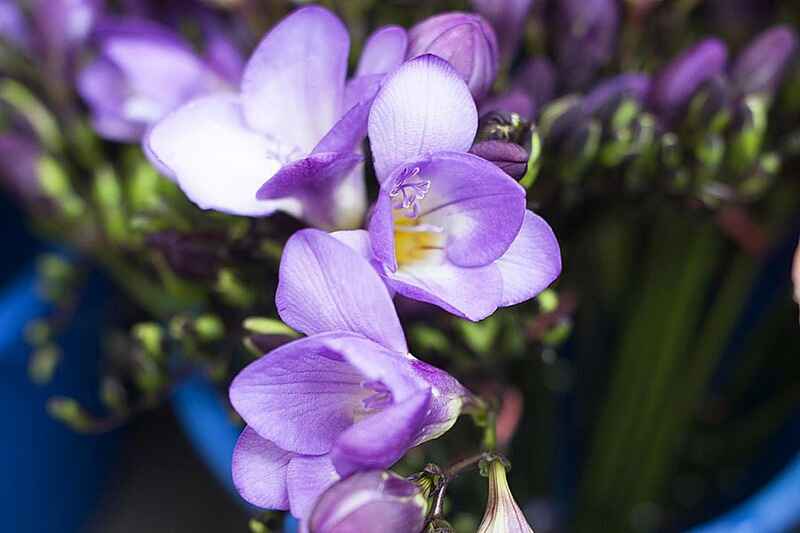 Frezya (Freesia)