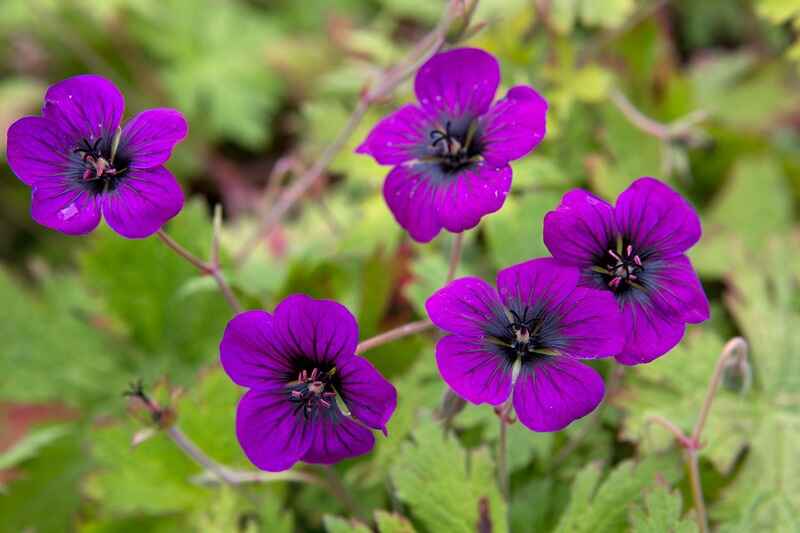 Geranium (Geranium)