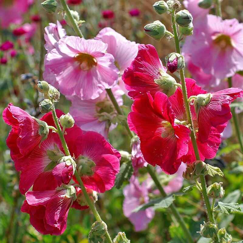 Gülhatmi (Alcea)