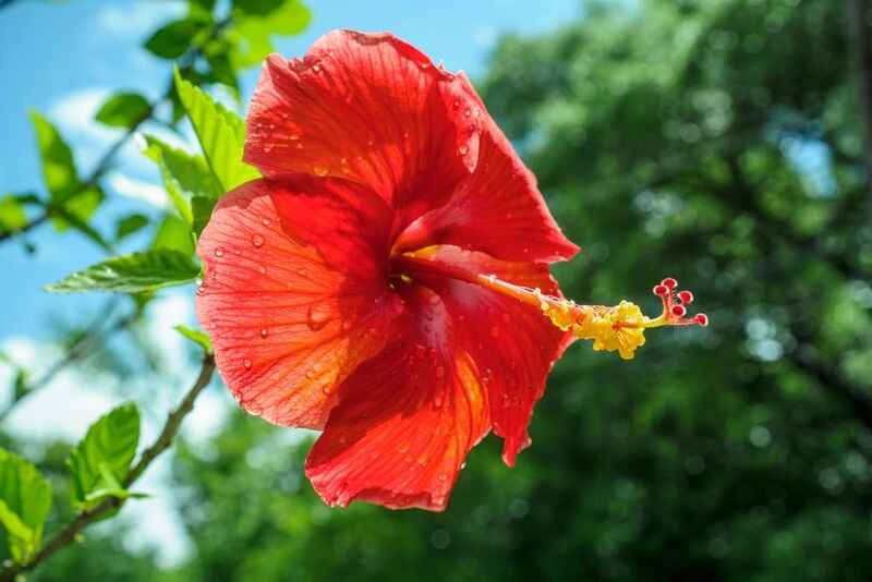 Hibiskus (Hibiscus)