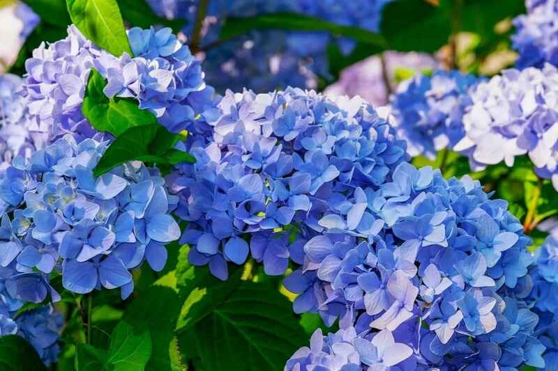 Hortensia (Hydrangea)