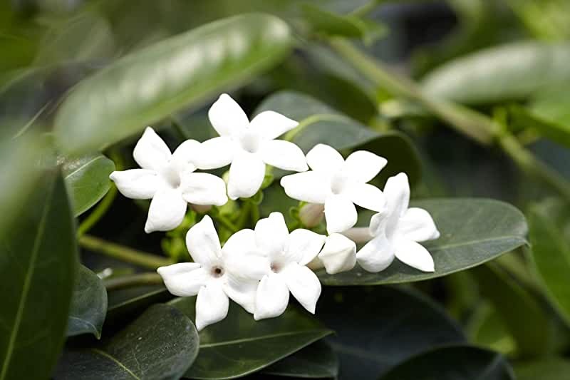 İnci çiçeği (Stephanotis)