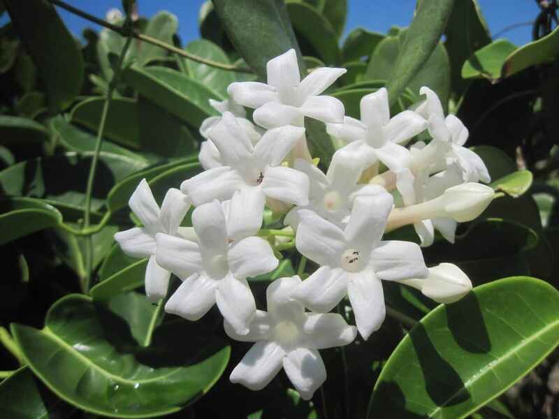 İnci çiçeği (Stephanotis)