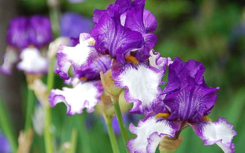 İris (Iris)