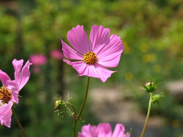 Japon Anemonesi (Japanese Anemone)