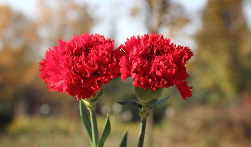 Karanfil (Dianthus)