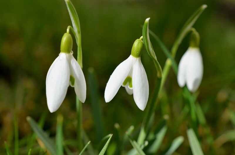 Kardelen (Snowdrop)