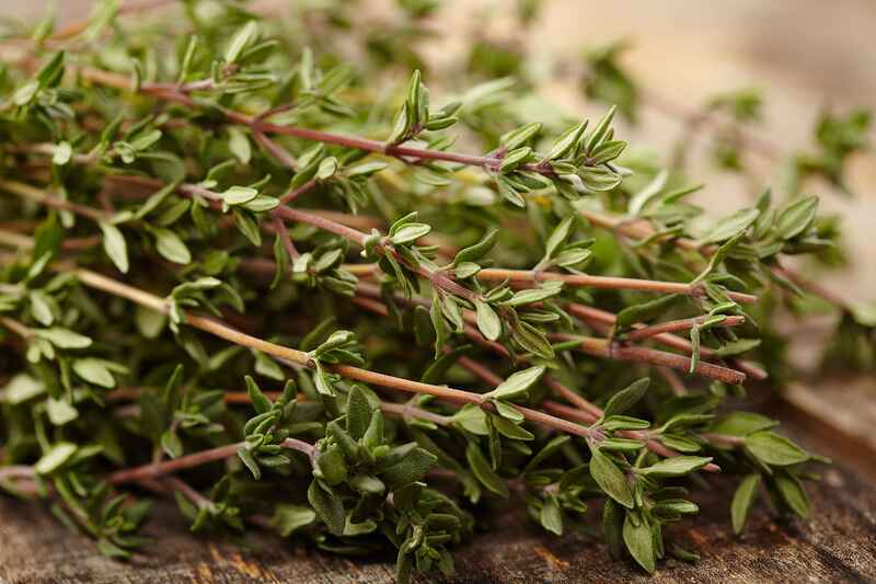 Kekik (Thyme)