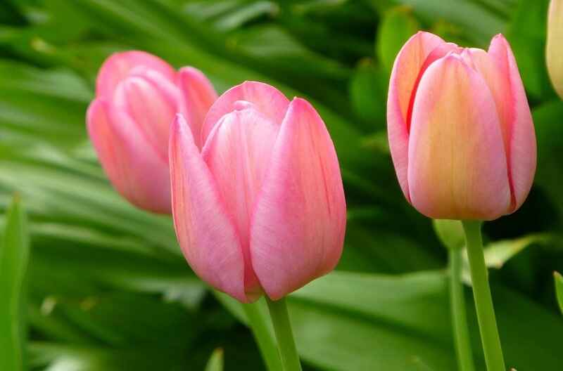 Lale (Tulipa)