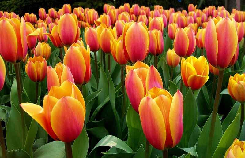 Lale (Tulipa)