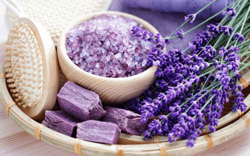 Lavanta (Lavender)