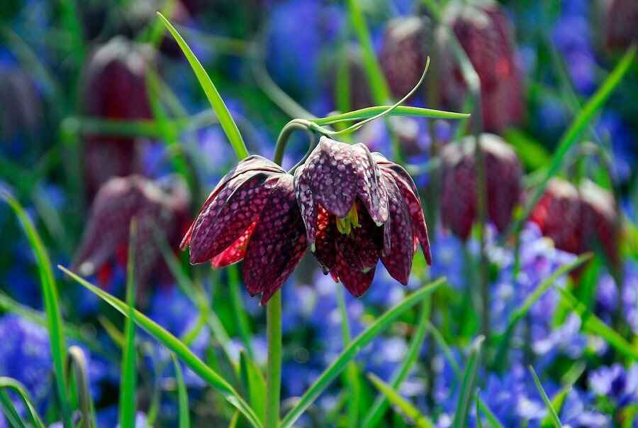 Menekşe Güzeli (Fritillaria)