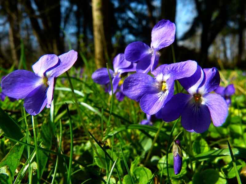 Menekşe (Viola)