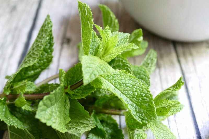 Nane (Mentha)