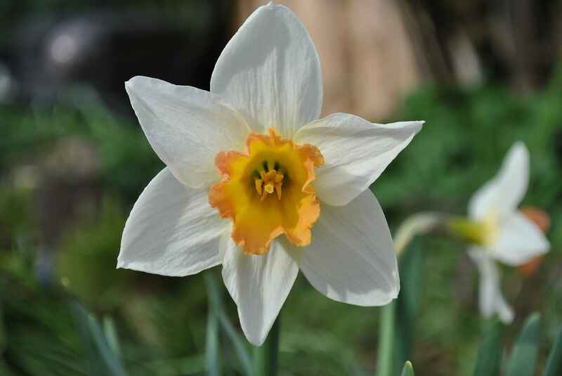 Nergis (Narcissus)