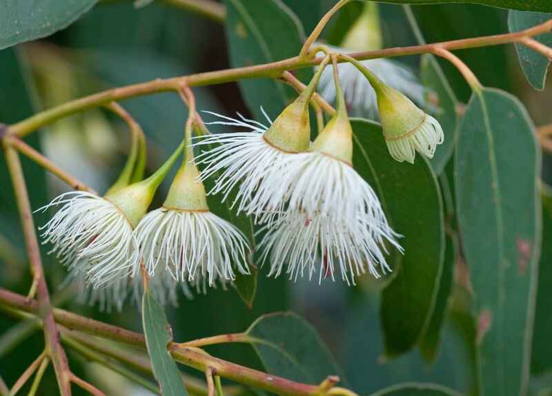 Okaliptüs (Eucalyptus)