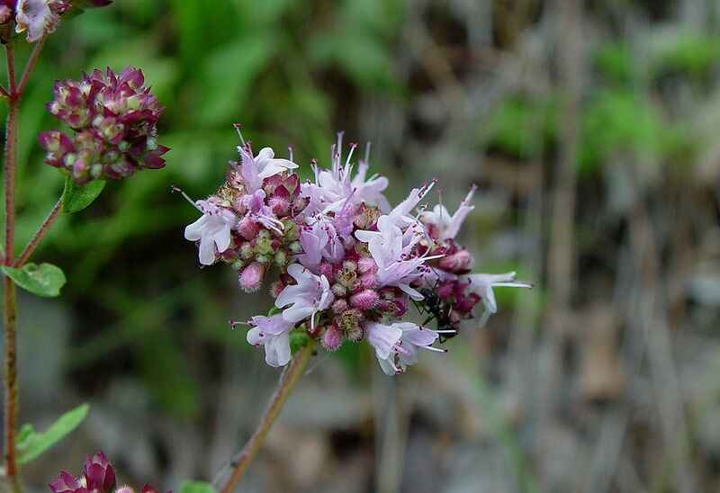 Origanum (Origanum)