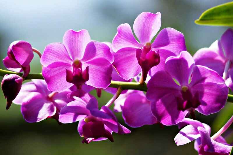 Orkide (Orchid)