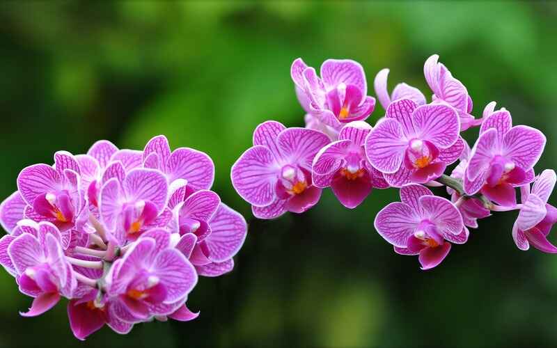 Orkide (Orchid)