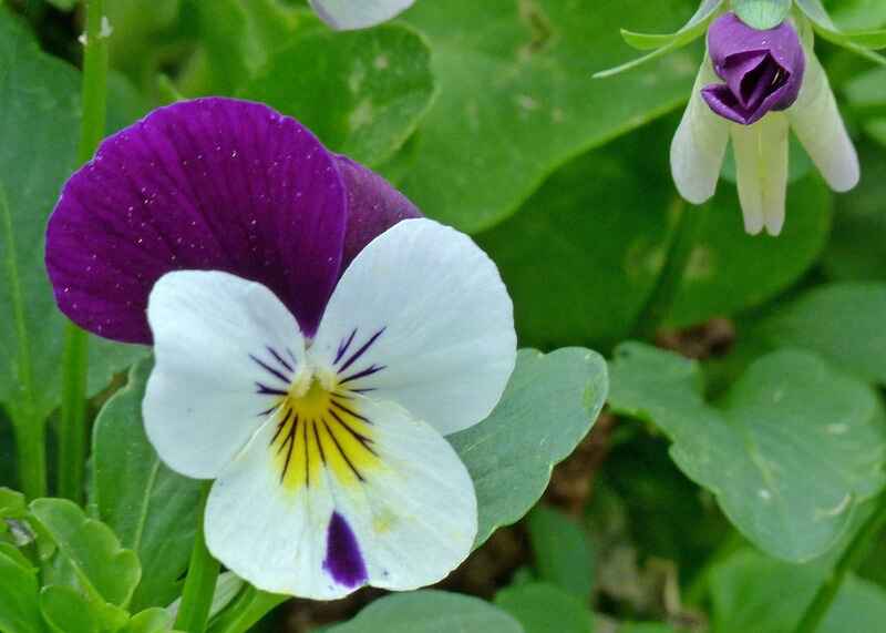 Pansy (Viola tricolor)