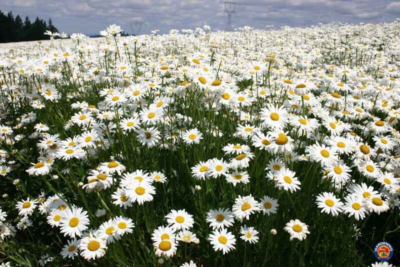 Papatya (Chrysanthemum)