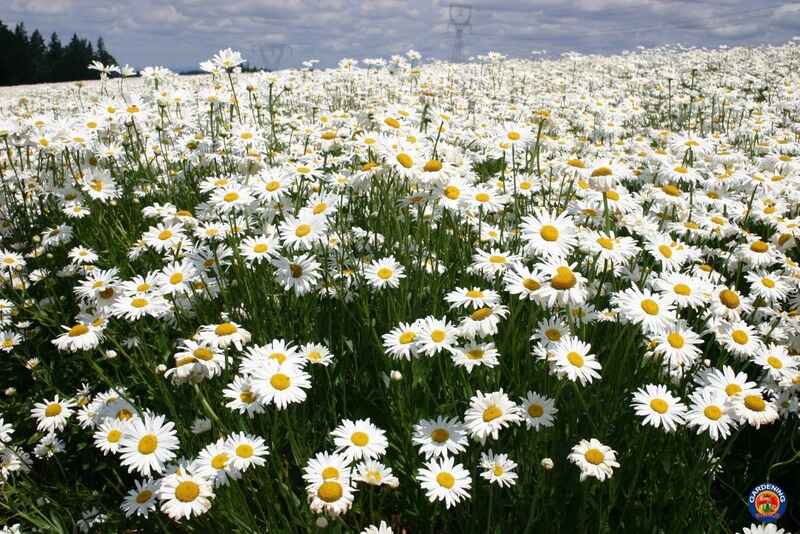 Papatya (Chrysanthemum)