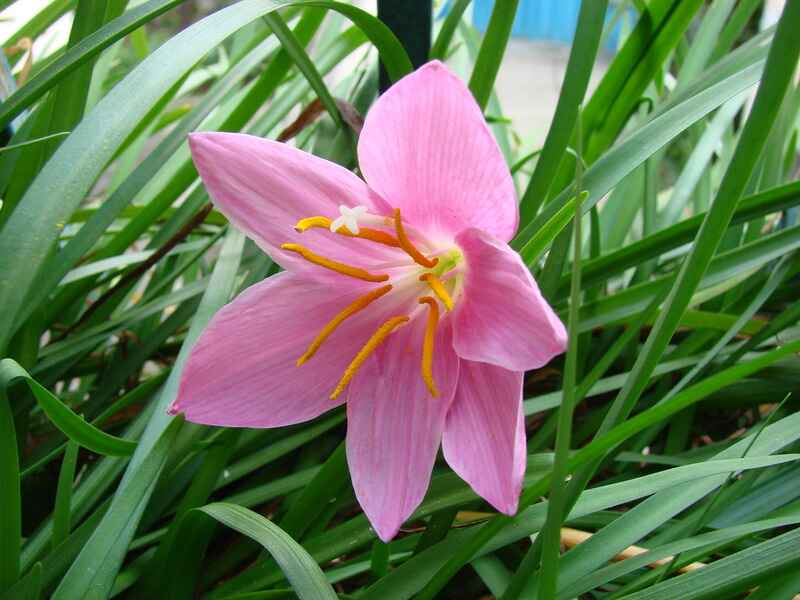 Renkli zambak (Zephyranthes)