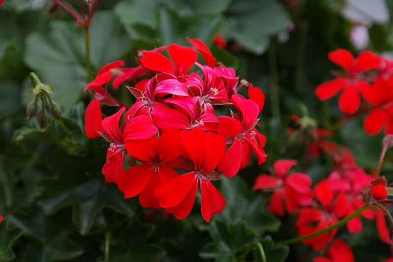 Sardunya (Pelargonium)