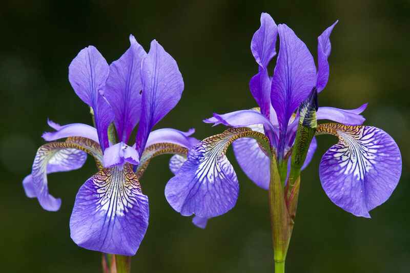 Süsen (Iris reticulata)