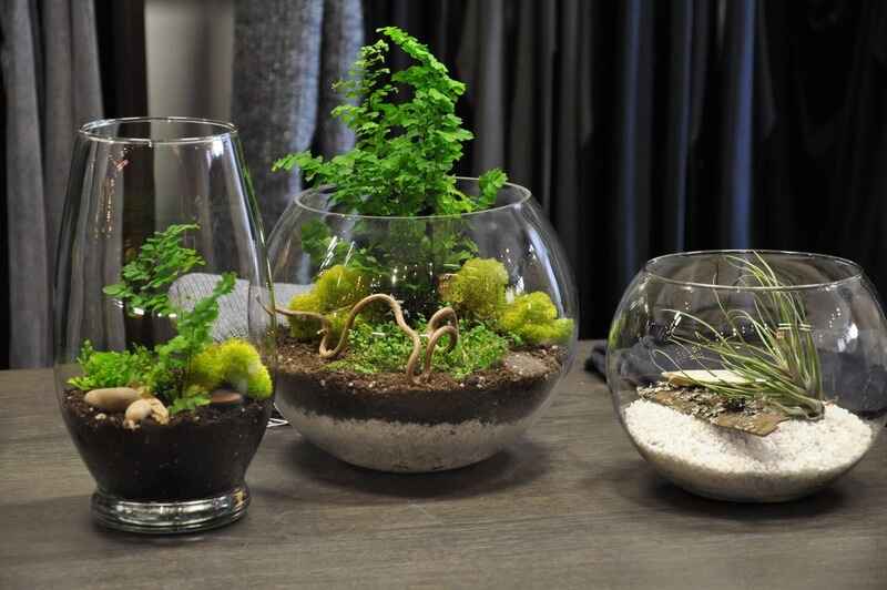 Teraryum bitkileri (Terrarium Plants)