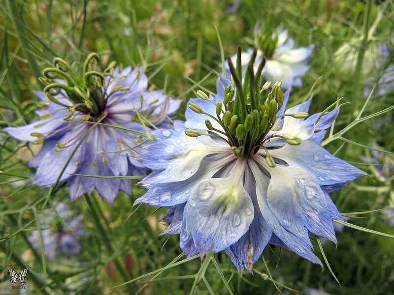 Uçarı (Nigella)