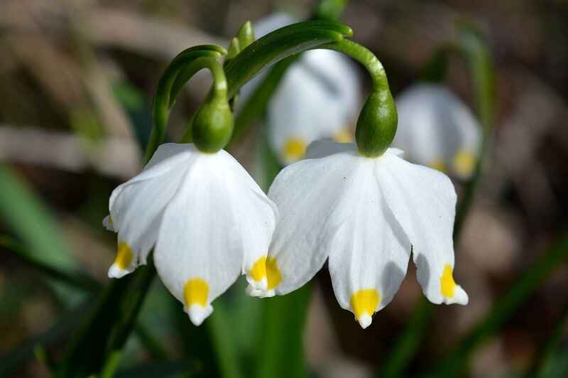 Vadi zambağı (Leucojum vernum)